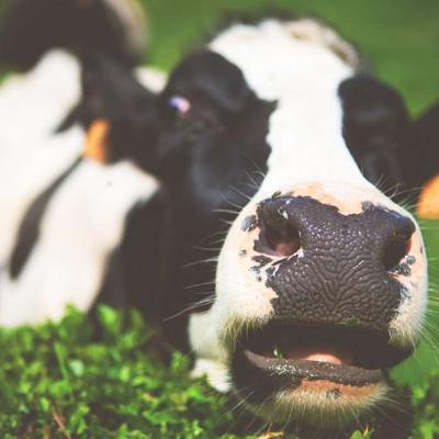 A Conversation on Veganism