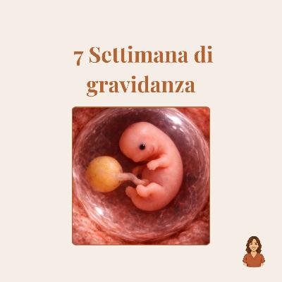 7ª settimana di gravidanza: battito del cuore, sintomi, ecografia e rassicurazioni ostetriche 7ª settimana di gravidanza: battito del cuore, sintomi, ecografia e rassicurazioni ostetriche