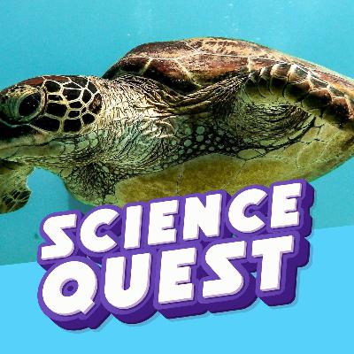 RETURN OF THE SEA TUTRLES: But Scientists Are Worried... 🐢📈