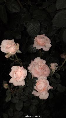 三人恋爱故事汇|烂桃花-甜蜜中-空白一片 三人恋爱故事汇|烂桃花-甜蜜中-空白一片