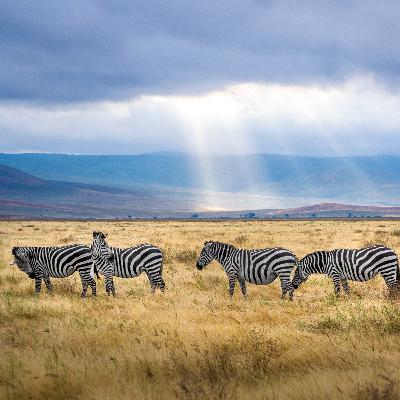 Ep 12. Tanzania - Wildlife Paradise Ep 12. Tanzania - Wildlife Paradise