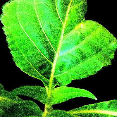 01 Salvia Divinorum