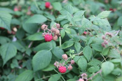 Episode 12: A berry good season