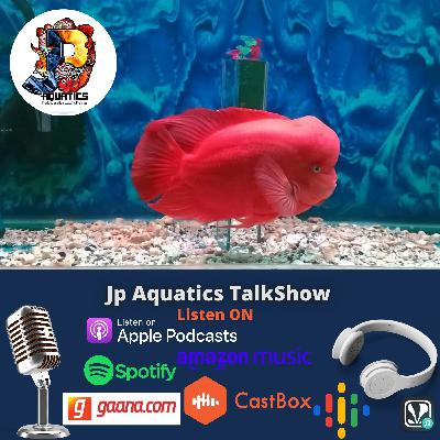 Is Grooming mirror is Good Practice For Flowerhorn ? Is Grooming mirror is Good Practice For Flowerhorn ?