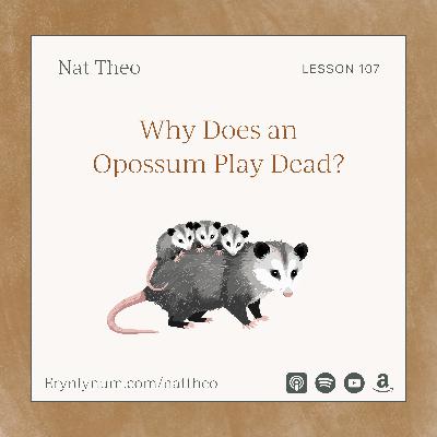 Why Does an Opossum Play Dead? Lesson 107