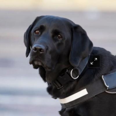 Ögoncasten Januari 2026: Julkonsert, besök på universeum och visning av ledarhundar på mydog