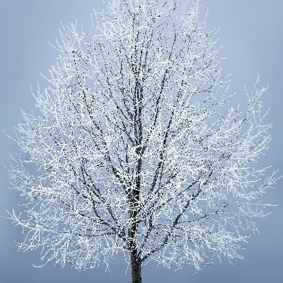 Remember by Christina Rossetti Remember by Christina Rossetti