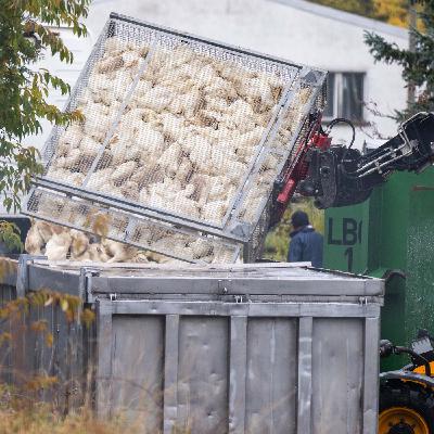 Vogelgrippe: "Stallpflicht sorgsam abwägen"