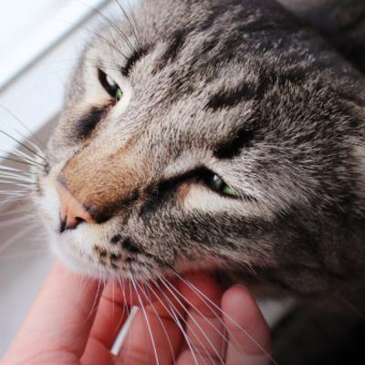 When It’s Time to Say Goodbye to Your Cat