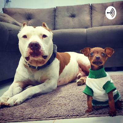 ENSINAR O CÃO MORDER PNEU