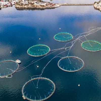 L’aquaculture industrielle