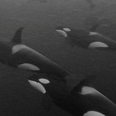 Killer whale research updates and future plans