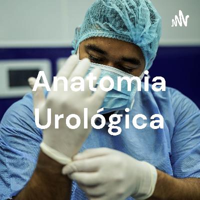 Anatomia Urológica