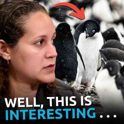 Study Suggests Penguin Poop Is Preserving the Climate—Christians React