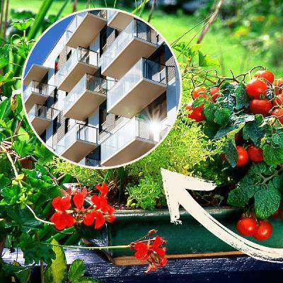 Jakie uprawiać warzywa na balkonie?