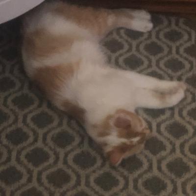 Why does my kitty cat bite me while I sleep?