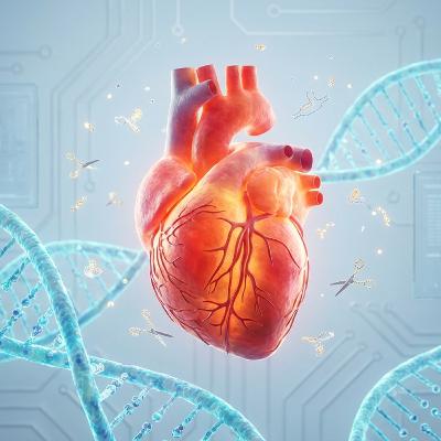 日本発の遺伝子編集技術が心臓病治療に希望をもたらす──CRISPR-Cas3の可能性