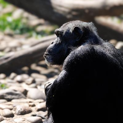 Können Tiere den Tod verstehen? Susana Monsós „Das Schweigen der Schimpansen"