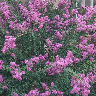 Who's in Bloom- Crepe Myrtle
