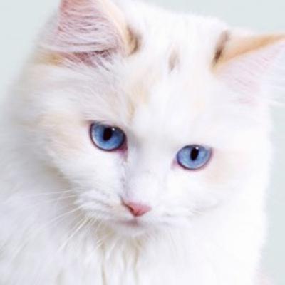 Meet Fluffy😺
