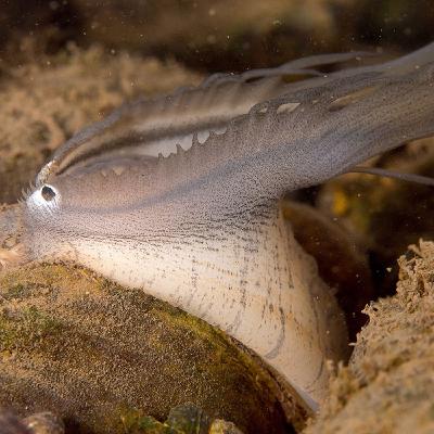 魚にしか見えない驚異の二枚貝～ランプシリス～