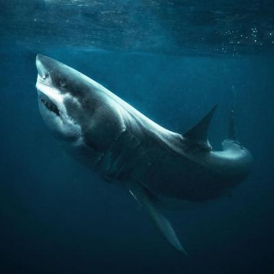 Perbedaan Hiu dan Paus