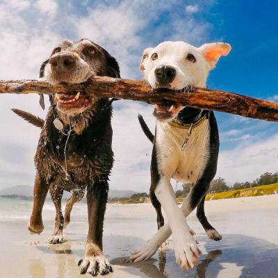 The Naked Podcasting Series: Why dogs will always be superior to man