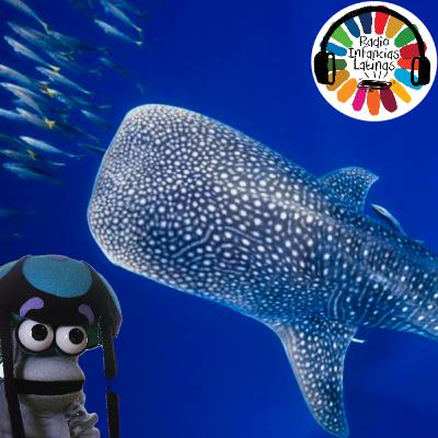Tiburón Ballena con BioZule RIL102