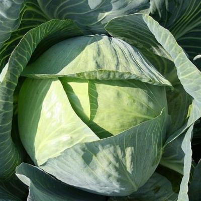 Cultivo de las brassicaes. El Repollo Cultivo de las brassicaes. El Repollo