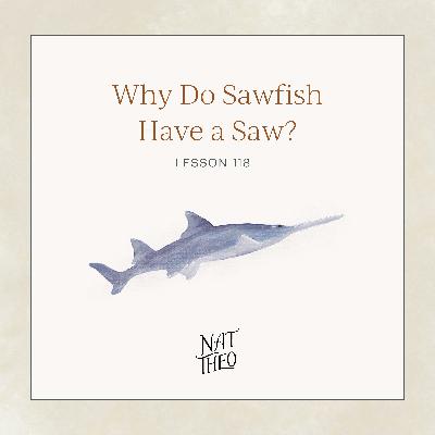 Why Do Sawfish Have a Saw? Lesson 118