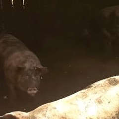 Polícia Civil fecha abatedouro clandestino, retira animais vivos e apreende carne em Vinhedo-SP episode artwork