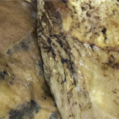 Cotizaciones a 23 de febrero de 2026 de la mesa de despiece de porcino ibérico de Salamanca