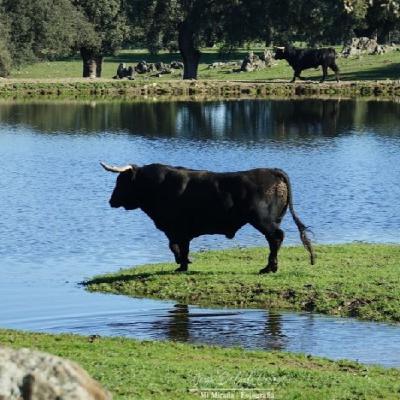 18022026 | Temporal en la dehesa, dudas en la plaza