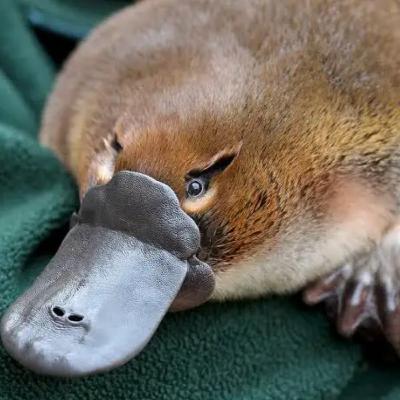 17. Platypus (One of Natures Only Venomous Mammals) 17. Platypus (One of Natures Only Venomous Mammals)