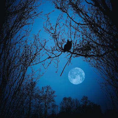 Autumn Forest Night Ambient Sleep Music Autumn Forest Night Ambient Sleep Music
