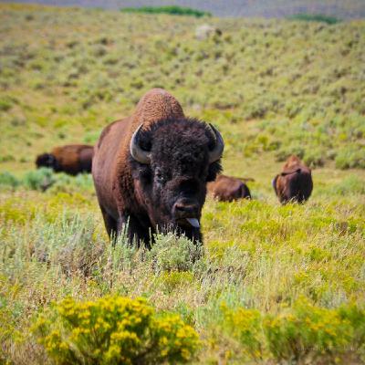 This Week in Yellowstone: July 10th to July 16th, 2025