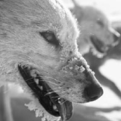 Quimmeq. El Perro Groenlandés