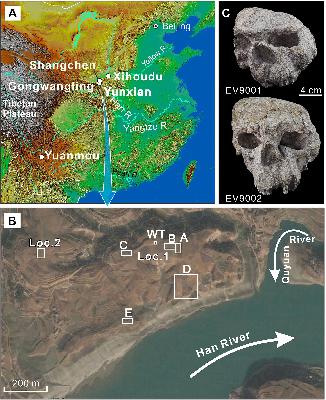 The Yunxian Skulls Are 1.77 Million Years Old. That Changes Things. The Yunxian Skulls Are 1.77 Million Years Old. That Changes Things.