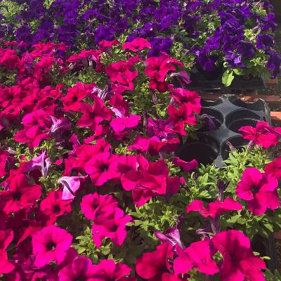 HOPE FROM CUT FLOWERS