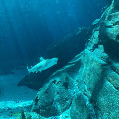 #14 - Shark Tank Dive!!! #14 - Shark Tank Dive!!!