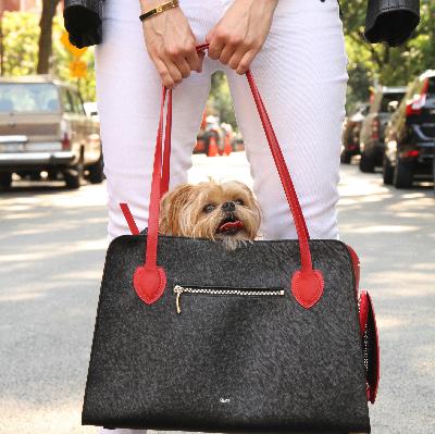 Are you for or against pets on planes? Are you for or against pets on planes?