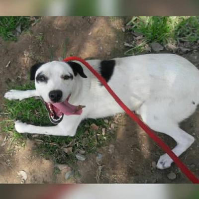 34: La historia de Manchitas, el huesped más astuto