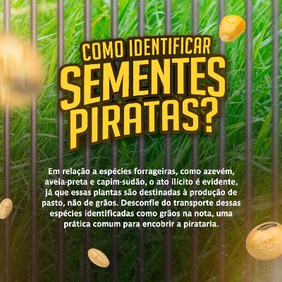 MOMENTO APASEM #107: Espécies forrageiras são para pasto, não grãos