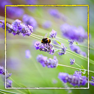 Lavendel – Traum des Südens