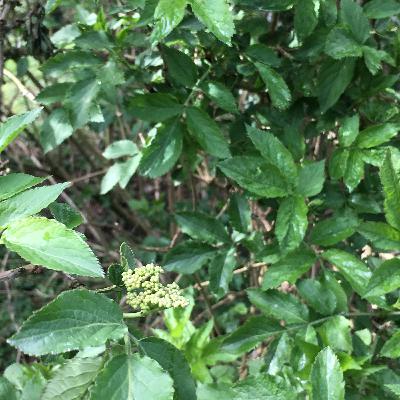 3.3🍂Vlier: verbinding tussen werelden
