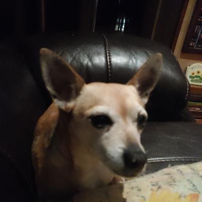 Chihuahua Love Episode 1