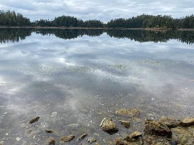 Paralytic Shellfish Poison: Part 2