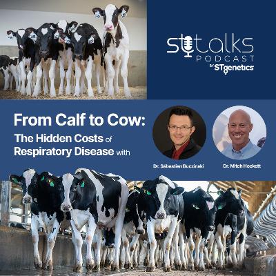 STtalks #363 - From Calf to Cow: The Hidden Costs of Respiratory Disease with Dr. Sébastien Buczinski & Dr. Mitch Hockett