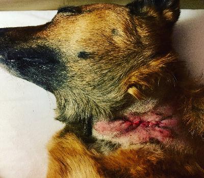 #44: Brian recounts the vicious dog attack on Sierra at camp leaving her with a massive neck wound