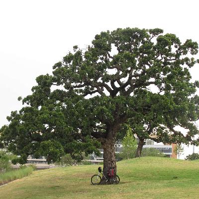 16: Urban Plants + Black Carbon = ?
